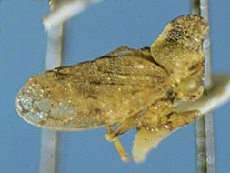 Plancia ëd Melizoderidae