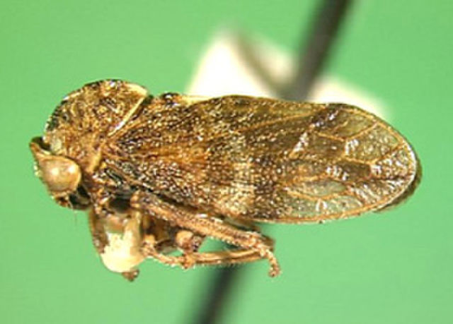 Plancia ëd Melizoderidae