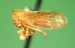 Plancia ëd Melizoderidae