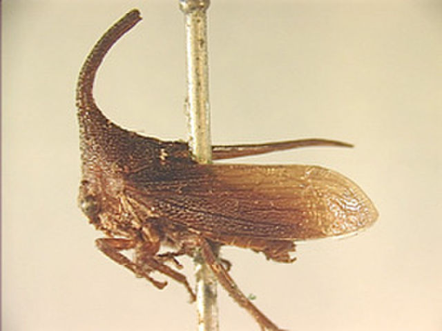 Image of Hypsaucheniini