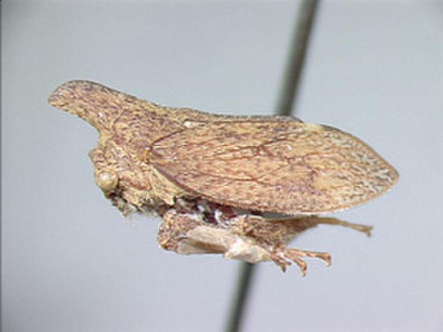 Image of Hypsaucheniini