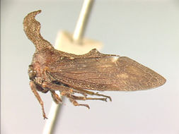 Image of Hypsaucheniini