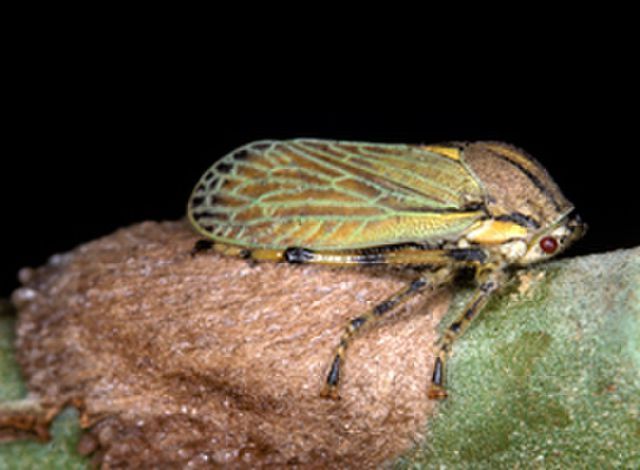 صورة Aetalioninae