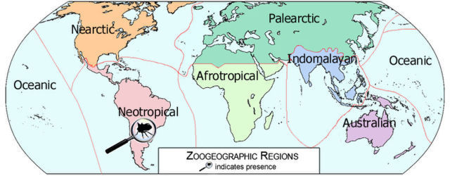 Image of Hemikypthini