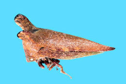 Image of Hemikypthini