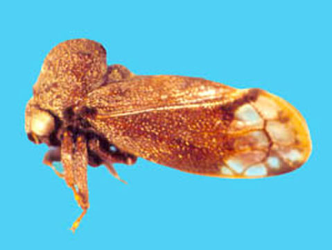 Image of Endoiastinae