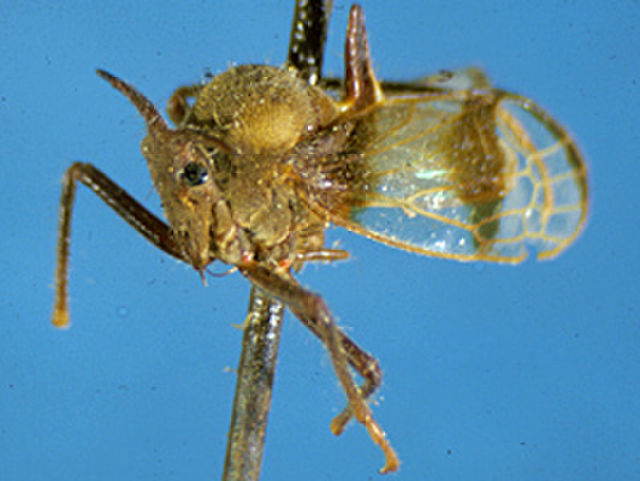 صورة Biturritiinae