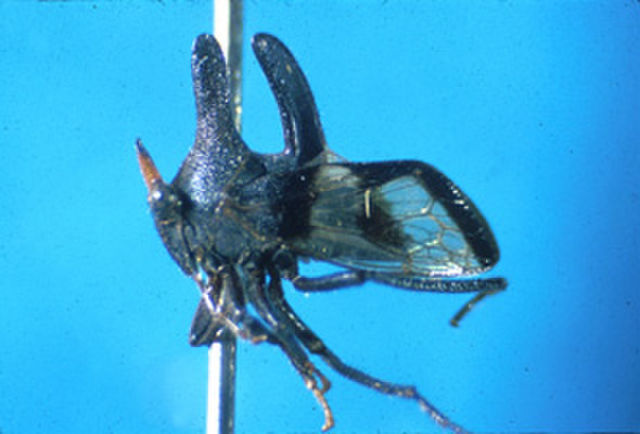 صورة Biturritiinae