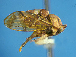 صورة Biturritiinae