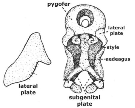 Image of Heteronotinae