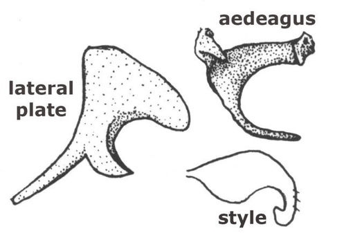 Image of Heteronotinae