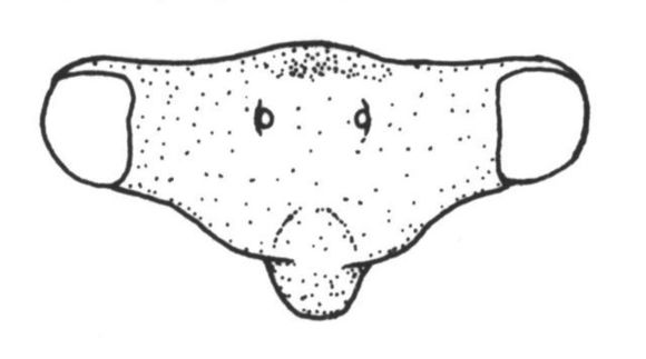 Image of Heteronotinae