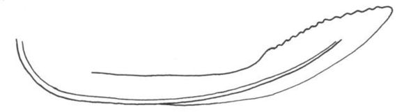 Image of Heteronotinae