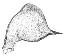 Image of Heteronotinae