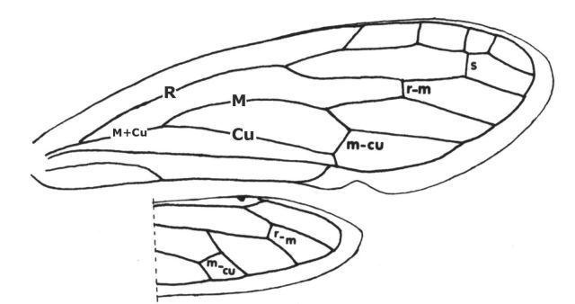 Image of Heteronotinae