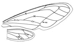 Image of Heteronotinae