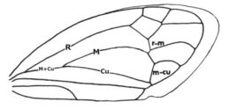 Image of Heteronotinae