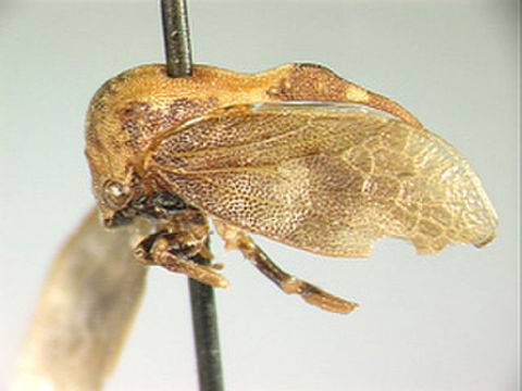 Image of Centronodinae