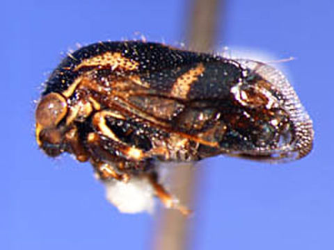 Image of Harmonides