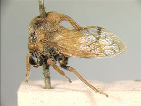 Image of Vecranotus