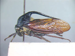 Image of Lanceonotus