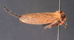 Image of Urophora