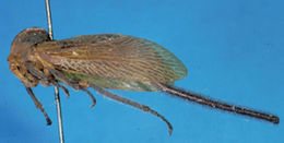 Image of Urophora