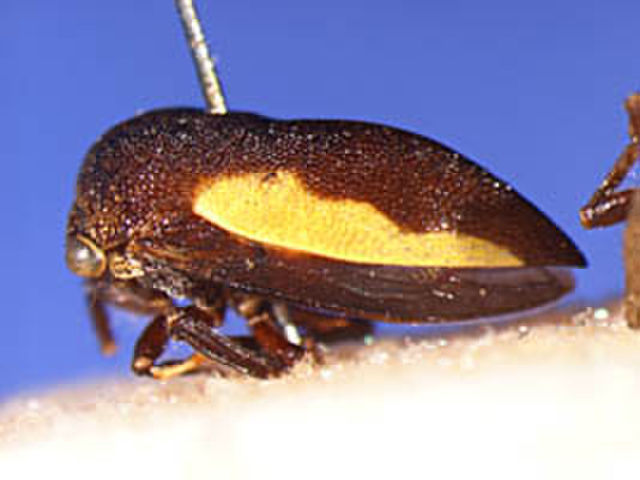 Image of Phormophora