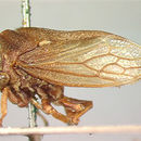 Image of Otinotoides