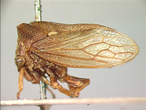 Image of Otinotoides