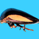 Image of Leptosticta