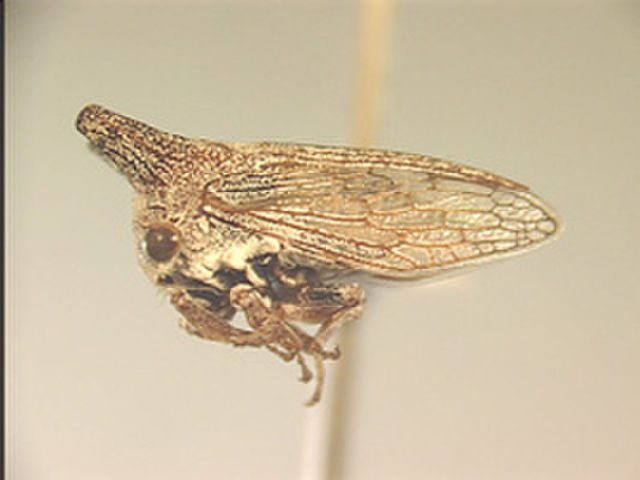 Image of Goddefroyinella