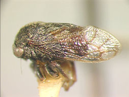 Image of Amblycentrus