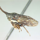 Image of Orekthophora