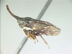 Image of Orekthophora