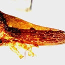 Image of Stirpis