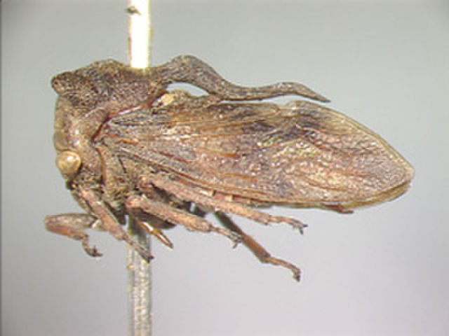 Image of Anchonoides