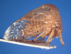 Image of Melusinella