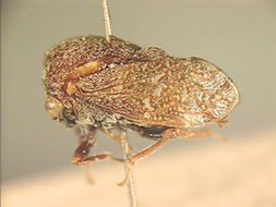 Image of Eucoccosterphus