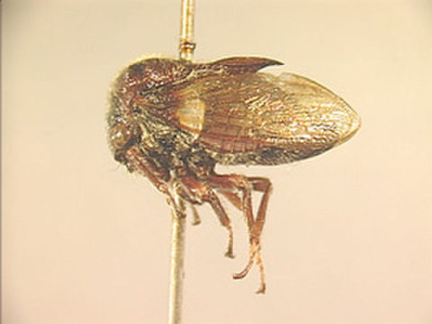 Image of Tricentrus