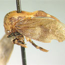 Image of Postanomus