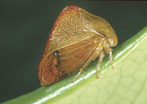 Image of Cymbomorpha