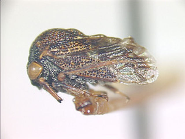 Image of Brachycentrus