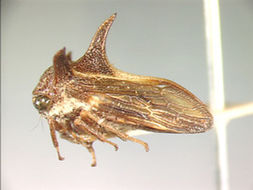 Image of Goniolomus