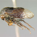 Image of Cryptaspidia