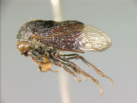 Image of Cryptaspidia