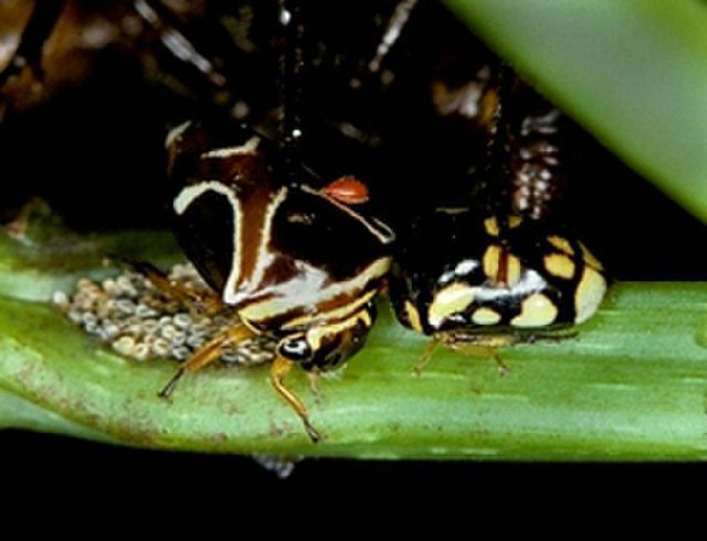 Image of Anobilia