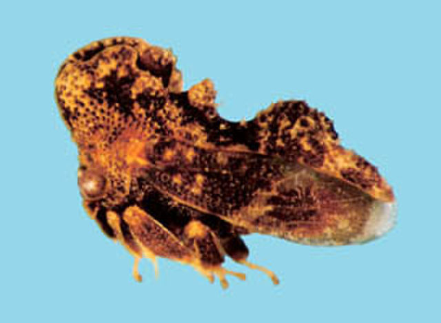 Image of Hypsoprorachis