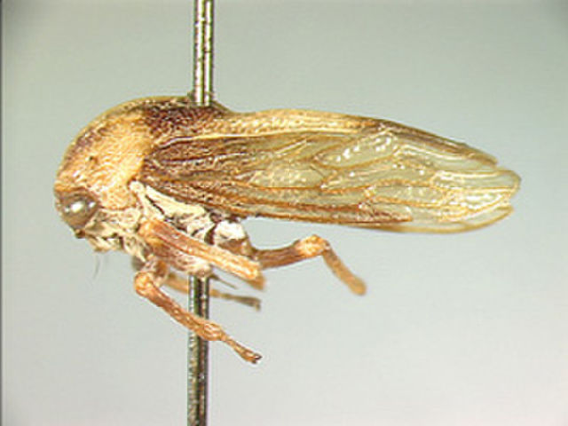 Image of Paradarnoides