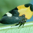 Image of Phyllotropis